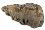 Fossil Elderly Woolly Mammoth Upper M Molar - Poland #337199-1
